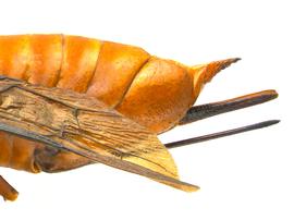   Sirex hispaniola  female ovipositor; photo by H. Goulet, CNC 
